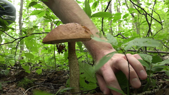 mushroom gently cleanses Stipe from fallen leaves and cut it at the root