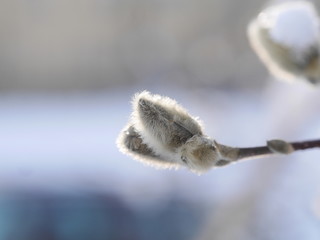 snowy pussy willow morning