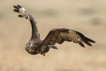 Buzzard in flight