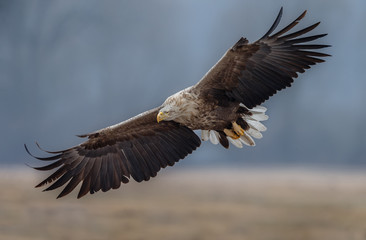White tailed eagle in flight 