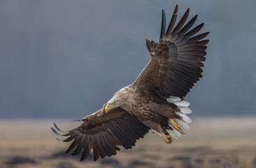White tailed eagle in flight 