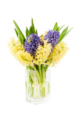 Bouquet of fresh yellow and purple hyacinth flowers in vase. Isolated over white background 