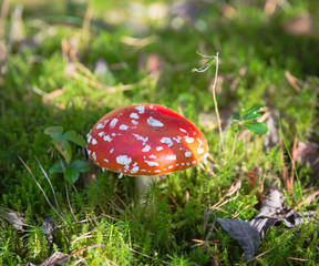 beautiful red agaric in the forest