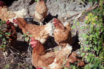 Freilaufende Hühner am Bauernhof