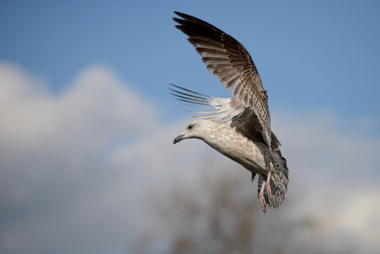 European Herring Gull, Larus argentatus 