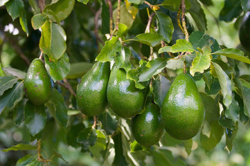 Bunch of ripe avocados on the tree