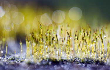 Beautiful moss and drops