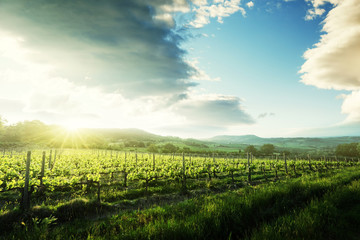 Vineyard in Tuscany, Italy