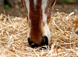 cavallo © kamilly77