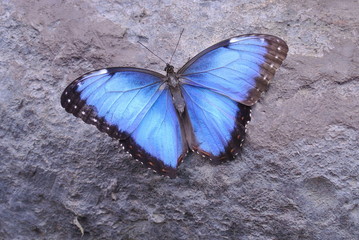 Blue morpho butterfly lands in the gardens.