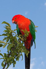 King Parrot in Drouin Victoria Australia