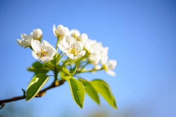 Obraz premium Spring Blossoming Pear Flowers on Blurred Blue Background