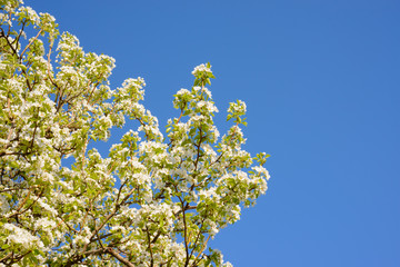 Spring Blossoming Pear Flowers on Blurred Blue Background