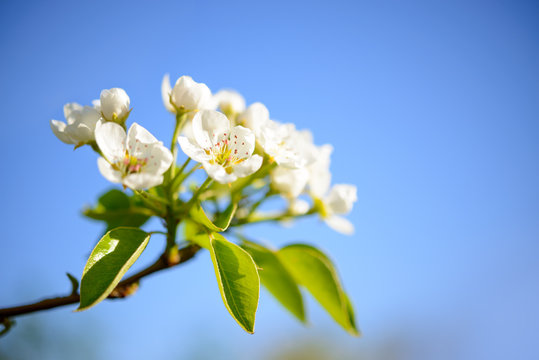 Spring Blossoming Pear Flowers on Blurred Blue Background