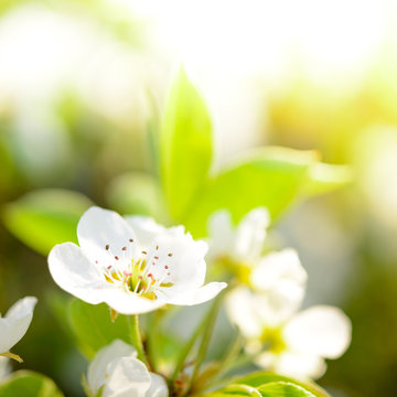 Spring Blossoming Pear Flowers on Bright Blurred Background