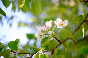 Spring Blossoming Pear Flowers on Bright Blurred Background