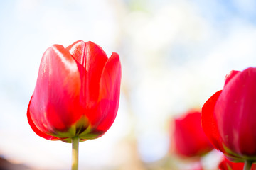 Fototapeta premium Beautiful Red Tulips on Bright Background