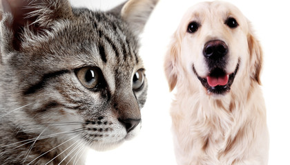 Angry cat and happy dog, isolated on white