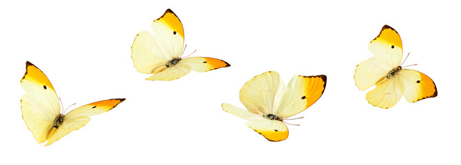 Papillons jaunes (Anteos Menippe).