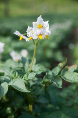 Blooming potato flower on the background of green potato plants