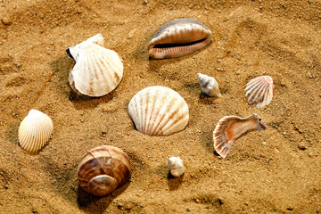 Bunch of sunlighted seashells on a beach laying in the sand
