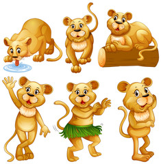 Lion in different activities