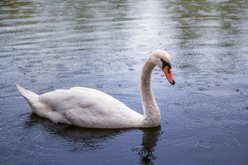 Fototapeta premium swan swimming in the rain
