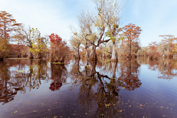 Forest wetland Merchants Millpond NC State Park US