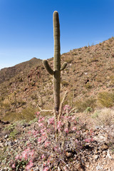 Blooming Fairy Duster plant and Saguaro Cactus