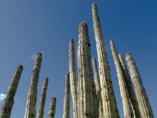 Organ pipe cactus Stenocereus thurberi