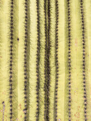 Saguaro Cactus spines background pattern