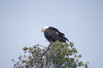 Bald eagle looking for prey