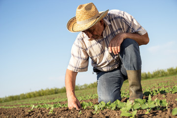 Senior farmer in a field examining crop