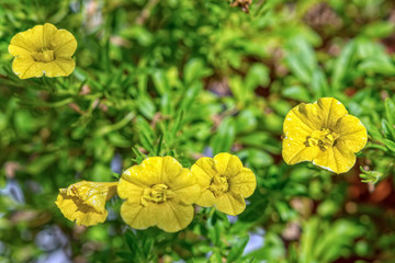 Yellow flowers on a blured background
