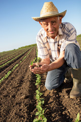Naklejka na ściany i meble Senior farmer in a field holding crop in nis hands