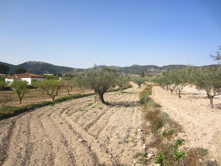 Fototapeta na wymiar olive and almond orchards