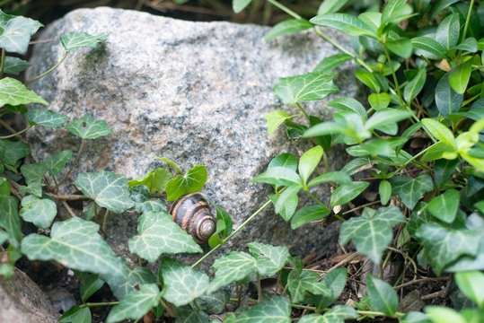 Snail On A Rock In The Forest Bushes, The Exquisite Delicacy And Aphrodisiac Viagra For Men.