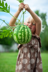 little girl picking a fresh watermelon