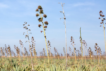 Pflanzen auf Fuerteventura