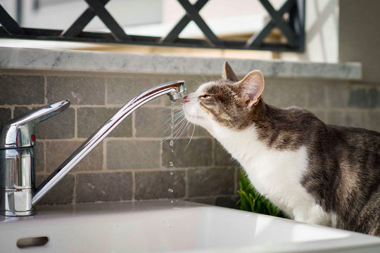 Tabby cat drinks water from the tap