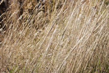 Fototapeta premium The texture of the dry feather grass in autumn. Feather closeup. The background of feather grass in the wind. Nature in autumn.