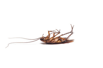 Fototapeta premium Cockroach on white background