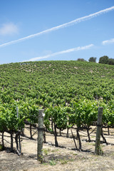 Fototapeta na wymiar Rows of grape vines at a winery 