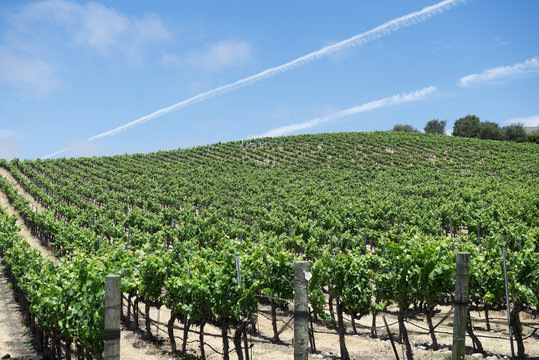 Rows of grape vines at a winery
