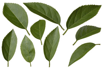 Different green leaves isolated  on white bacground