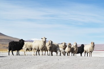 Rebanho de ovelhas no deserto