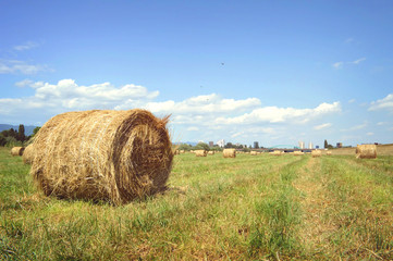 Hay bales in the field, river Sava bank, Zagreb, Croatia