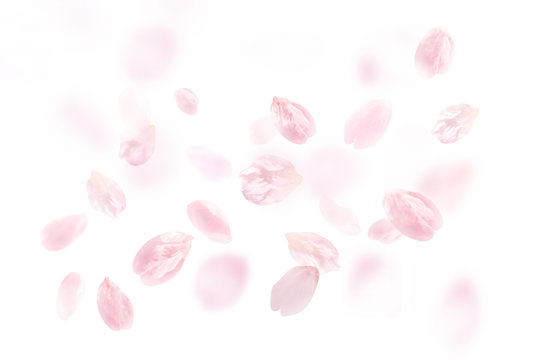 桜 花びら ふわふわ 白