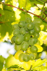 Vineyards at sunset in autumn harvest. Ripe grapes in fall. Juicy, ripe bunch of grapes in the foliage. Grape harvest. Care, pruning, pests and diseases of grapes. Tips winemakers.