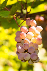 Vineyards at sunset in autumn harvest. Ripe grapes in fall. Juicy, ripe bunch of grapes in the foliage. Grape harvest. Care, pruning, pests and diseases of grapes. Tips winemakers.